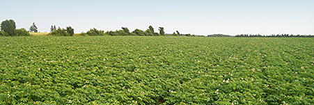 Potato Field
